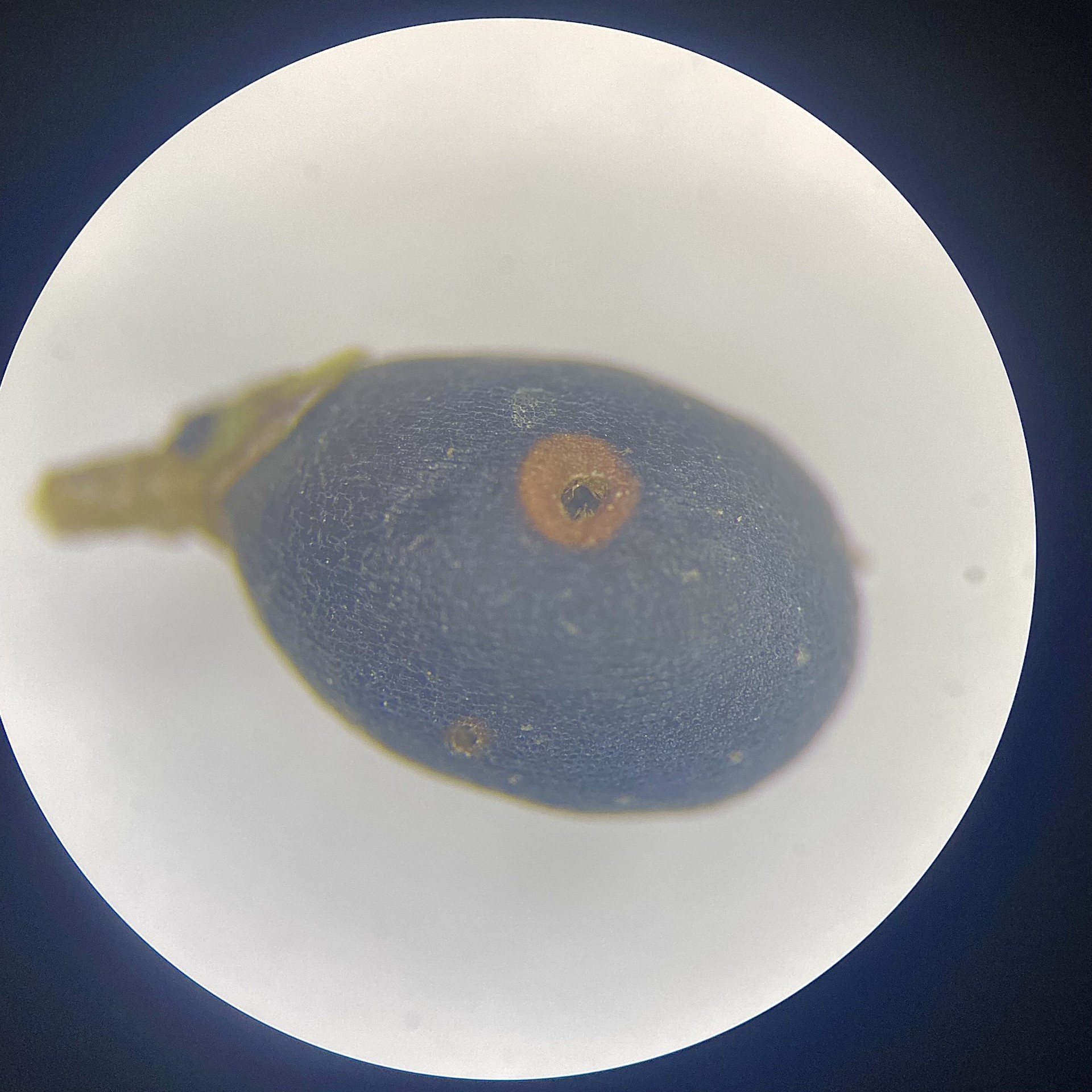 berry with hole2.jpg thumbnail